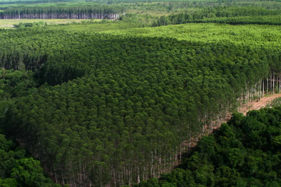 Paraná é um dos destaques na produção de florestas plantadas